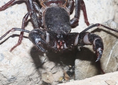 Mastigoproctus tohono