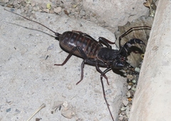 Mastigoproctus tohono