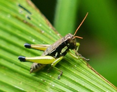 Pseudoscopas nigrigena
