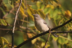 Mimus polyglottos