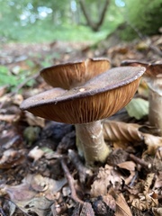 Cortinarius livido-ochraceus