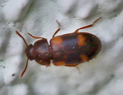 Mycetophagus quadriguttatus