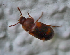 Mycetophagus quadriguttatus