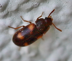 Mycetophagus quadriguttatus
