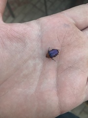 Leucocelis amethystina