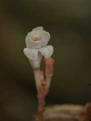 Didymoplexis micradenia