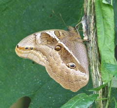 Eryphanis reevesii pusillus