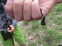 Diadophis punctatus regalis