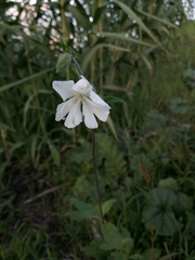 Silene latifolia