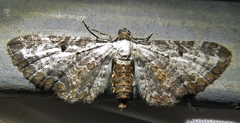 Eupithecia succenturiata