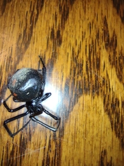 Latrodectus variolus