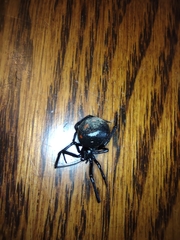 Latrodectus variolus