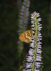 Veronicastrum sibiricum