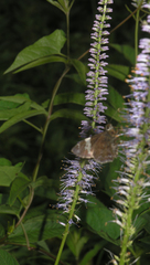 Veronicastrum sibiricum