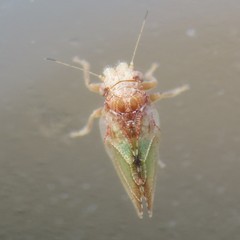 Nyctiphalerus propinquus