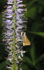 Veronicastrum sibiricum