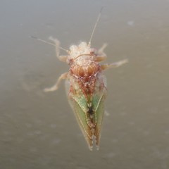 Nyctiphalerus propinquus