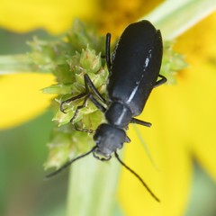 Epicauta cinctipennis