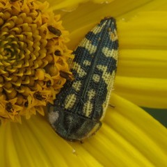Acmaeodera
