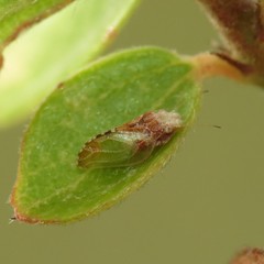 Nyctiphalerus propinquus