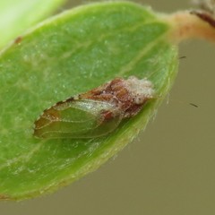 Nyctiphalerus propinquus