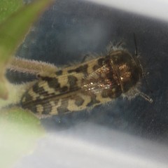 Acmaeodera decipiens