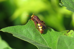 Scolia picteti
