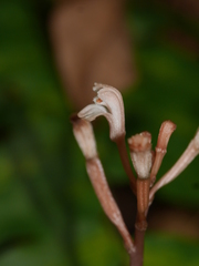 Didymoplexis micradenia