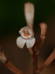 Didymoplexis micradenia