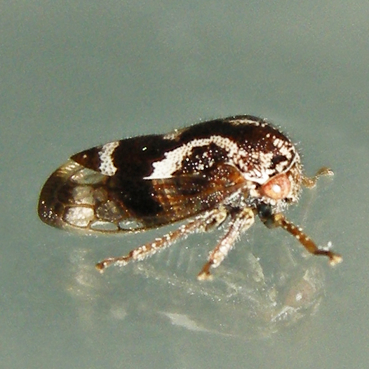 Ophiderma definitum