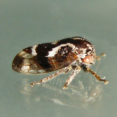 Ophiderma definitum