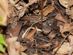 Didymoplexis micradenia