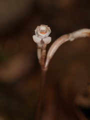 Didymoplexis micradenia