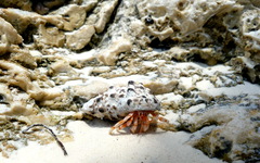 Coenobita perlatus