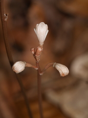 Didymoplexis micradenia