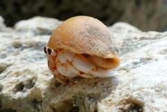 Coenobita perlatus