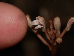 Didymoplexis micradenia