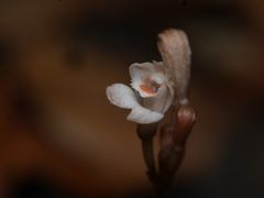 Didymoplexis micradenia