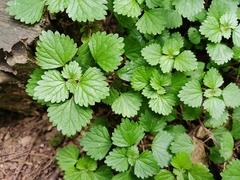Nanocnide lobata