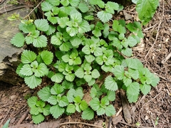 Nanocnide lobata