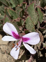 Pelargonium ovale