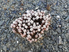 Crassula corallina