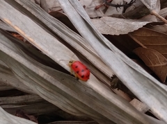 Alagoasa nigromaculata