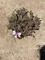 Pelargonium ovale