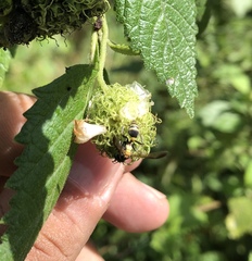 Polybia occidentalis bohemani