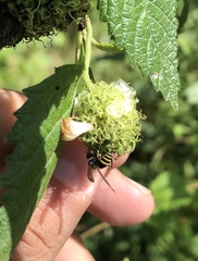Polybia occidentalis bohemani