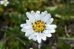 Perezia multiflora sonchifolia