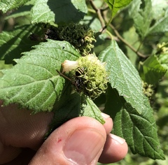 Polybia occidentalis bohemani