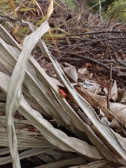 Alagoasa nigromaculata