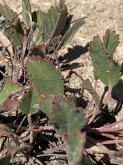 Pelargonium ovale